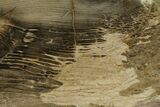 Polished Petrified Wood Stand-up - Sweethome, Oregon #162880-2